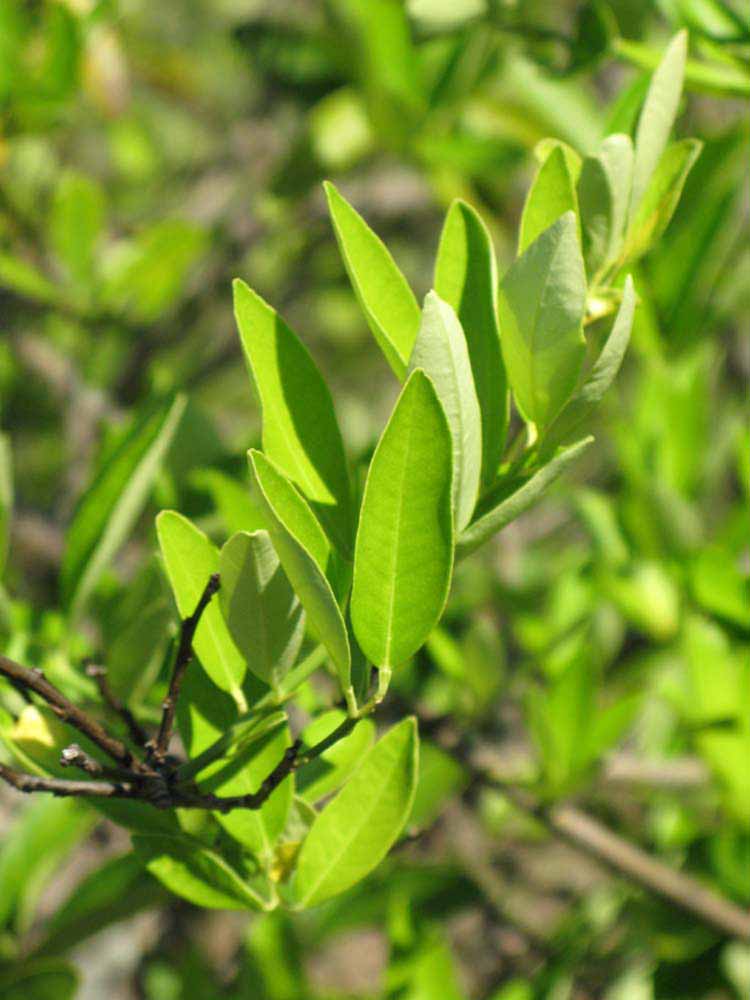              Sun leaves (Winter Haven, FL)       